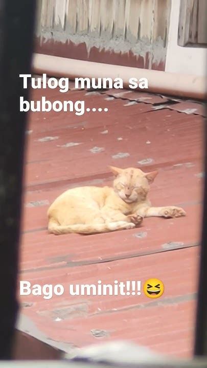tulog pinayflix|Viral / Trending .